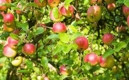 उत्तराखंड: सेब उत्पादक किसानों को बेहतर पैकेजिंग के लिए कार्टन वितरण शुरू