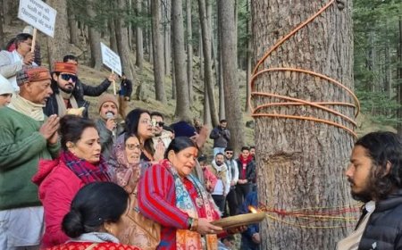 गंगोत्री नेशनल हाईवे चौड़ीकरण में बड़ा पर्यावरणीय बदलाव, 5,400 से अधिक देवदार के पेड़ बचेंगे..