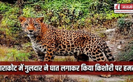 बाराकोट में किशोरी पर गुलदार ने घात लगाकर किया हमला, खेत में गेहूं काटने के लिए जाने के दौरान हुआ हादसा