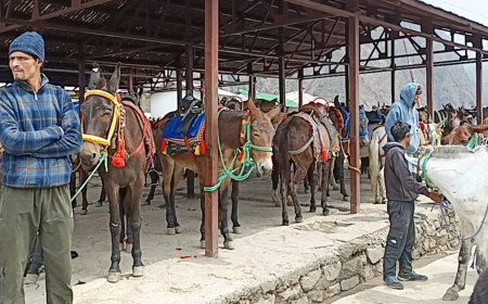 केदारनाथ यात्रा में घोड़ा-खच्चर संचालन की सख्त निगरानी, 8300 घोड़े-खच्चरों का फिटनेस परीक्षण