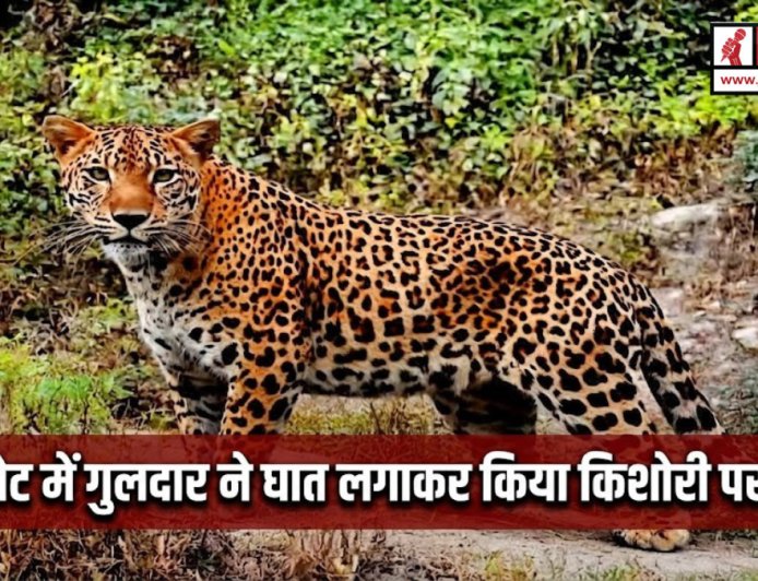 बाराकोट में किशोरी पर गुलदार ने घात लगाकर किया हमला, खेत में गेहूं काटने के लिए जाने के दौरान हुआ हादसा