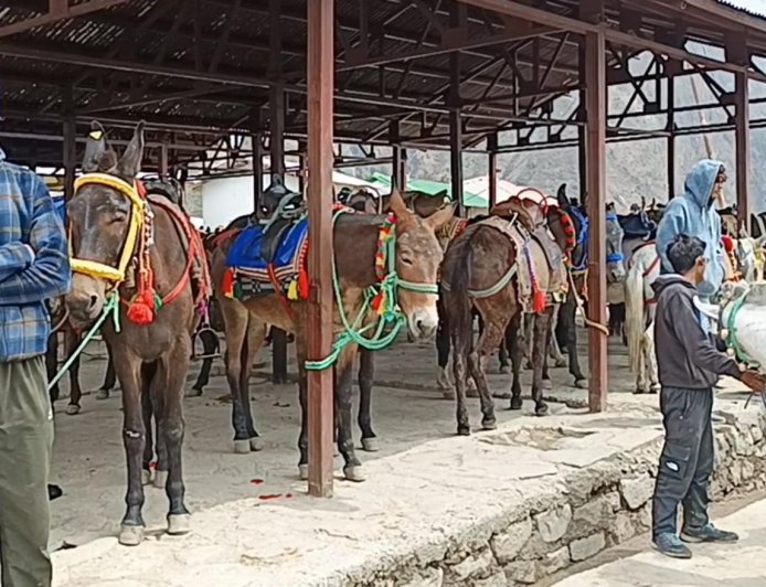 केदारनाथ यात्रा में घोड़ा-खच्चर संचालन की सख्त निगरानी, 8300 घोड़े-खच्चरों का फिटनेस परीक्षण