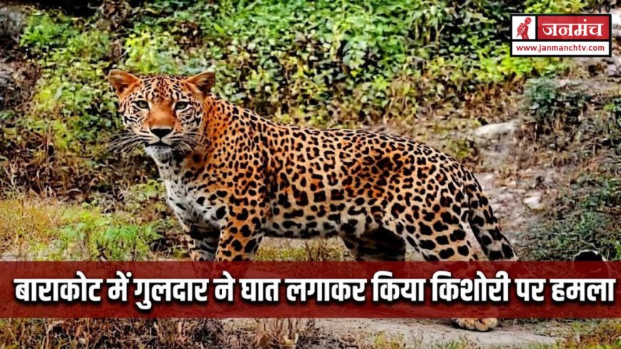 बाराकोट में किशोरी पर गुलदार का हमला: सुरक्षा उपायों की आवश्यकता