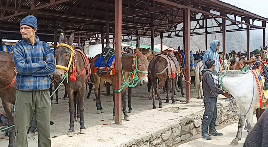 केदारनाथ यात्रा में घोड़ा-खच्चर संचालन की सख्त निगरानी, 8300 घोड़े-खच्चरों का फिटनेस परीक्षण