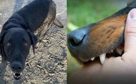 पिथौरागढ़ के मासूम की दर्दनाक मौत: कुत्ते के काटने की अनदेखी बनी खतरा