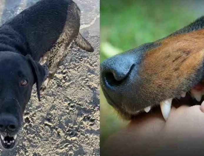 पिथौरागढ़ के मासूम की दर्दनाक मौत: कुत्ते के काटने की अनदेखी बनी खतरा