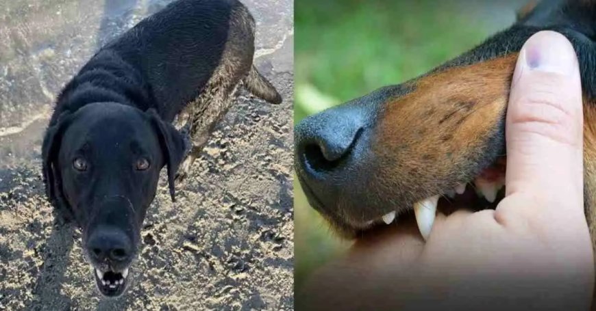 पिथौरागढ़ के मासूम की दर्दनाक मौत: कुत्ते के काटने की अनदेखी बनी खतरा