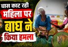 बाघ के हमले का शिकार हुई महिला, बहू ने दिखाई हिम्मत और बचाई जान, इलाके में फैली दहशत