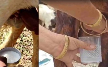 उत्तराखण्ड में 2 साल का बकरा दे रहा दूध, देखिए लोगों का आश्चर्य!