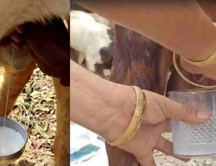 उत्तराखण्ड में 2 साल का बकरा दे रहा दूध, देखिए लोगों का आश्चर्य!