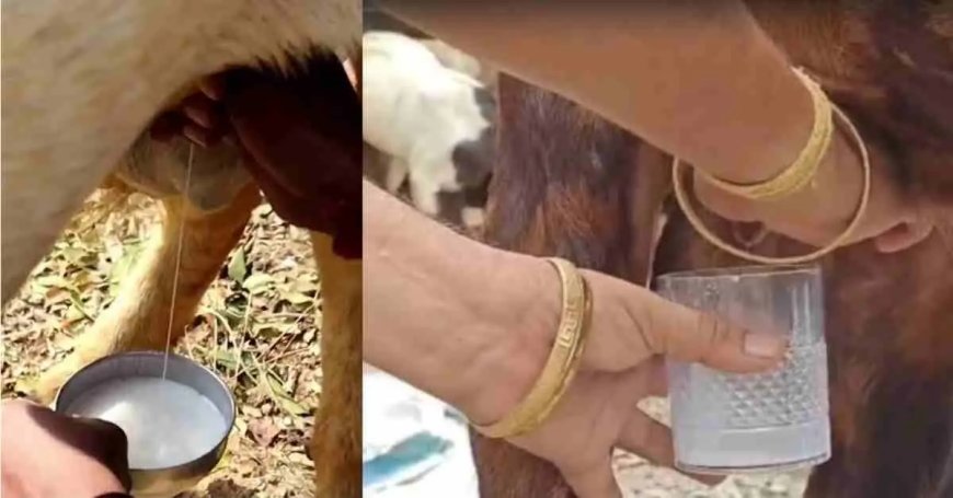 उत्तराखण्ड में 2 साल का बकरा दे रहा दूध, देखिए लोगों का आश्चर्य!