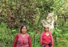 जखोली की मुन्नी देवी ने कीवी उत्पादन से खोली स्वरोजगारी के नए आयाम