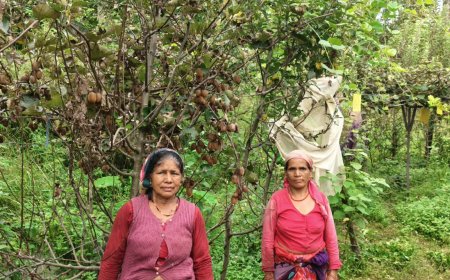 कीवी उत्पादन से स्वरोजगार की राह पर बढ़ीं जखोली की मुन्नी देवी